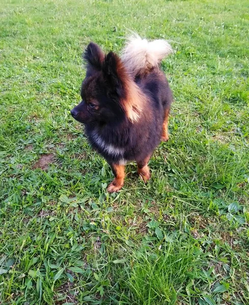 Small Dog Lying Grass Green Meadow — Fotografia de Stock