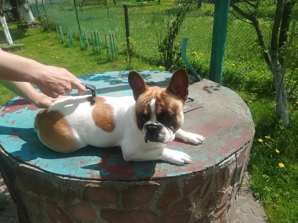 Chiot Bouledogue Français Plein Air — Photo