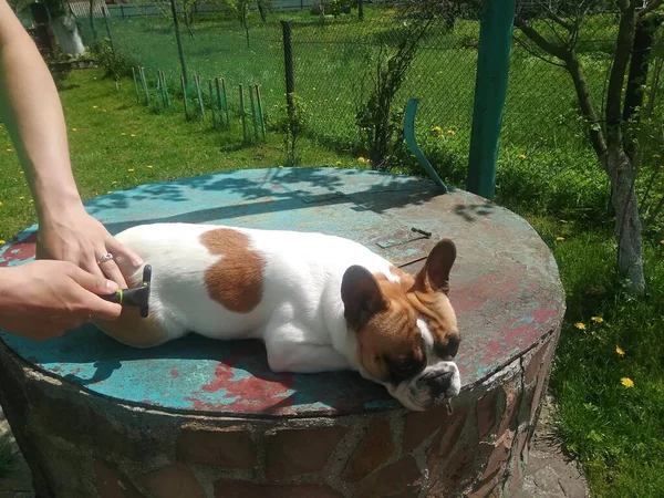 Francuski Bulldog Szczeniak Świeżym Powietrzu — Zdjęcie stockowe