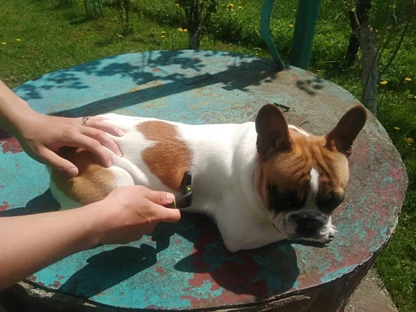 フランスのブルドッグ子犬屋外 — ストック写真