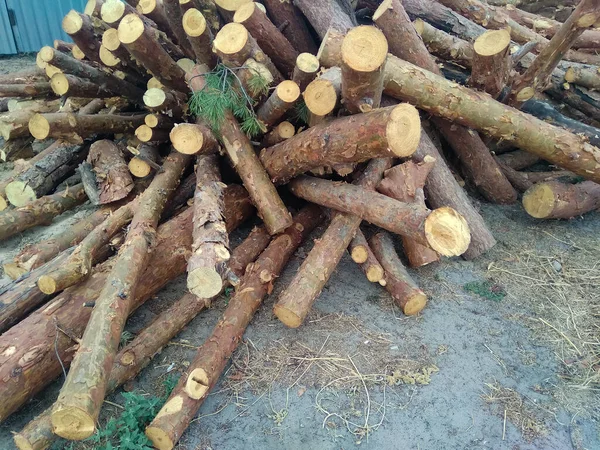 Holzstämme Auf Dem Baum Stapeln Holz Hintergrund — Stockfoto