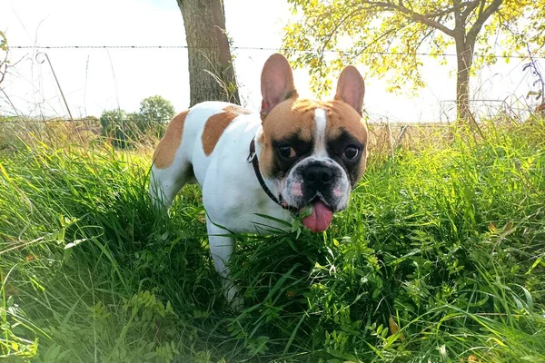 公園内の牧場犬 — ストック写真