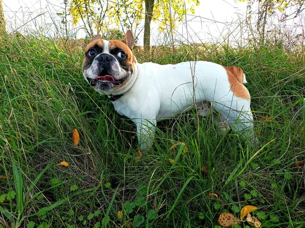 Французька Собака Парку — стокове фото