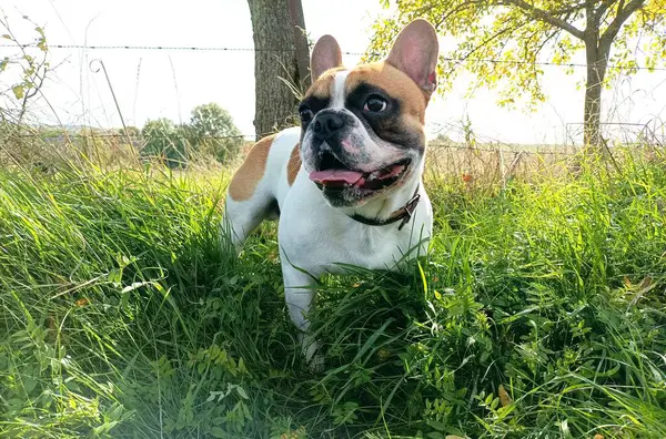 公園でのフランスのブルドッグ — ストック写真