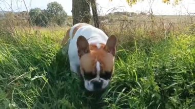 Franch Bulldogg otları yiyor. 