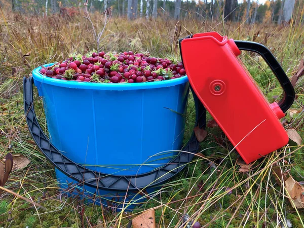 Böğürtlen toplamak için hasatçı ve bataklıkta bir kova olgun kızılcık, böğürtlen toplamak için