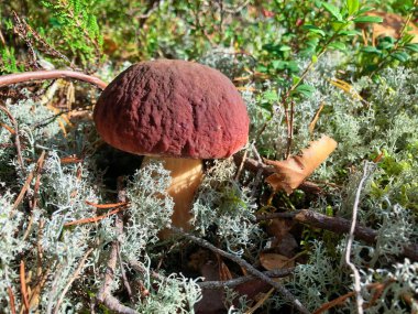 Beyaz mantar ve ormanda beyaz yosun.