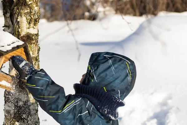 Tulumlu bir çocuk, kışın huş ağacındaki bir kuş yuvasında kuş yemliğine tohum koyar. — Stok fotoğraf