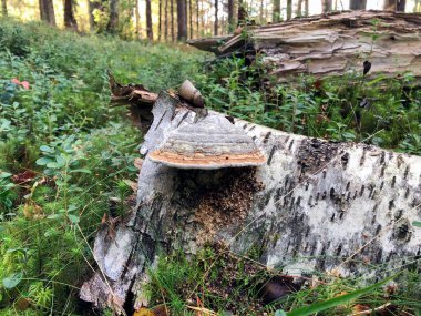 Bir huş ağacında yetişen mantar bir parazittir.