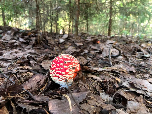 Amanita Είναι Ένα Δηλητηριώδες Μανιτάρι Μόνη Της Στο Δάσος Από — Φωτογραφία Αρχείου