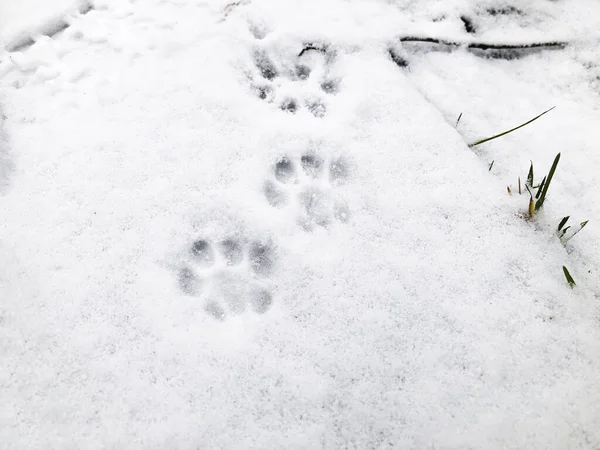Kattenpootafdrukken in de sneeuw, close-up — Stockfoto