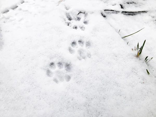 Kattenpootafdrukken in de sneeuw, close-up Stockfoto