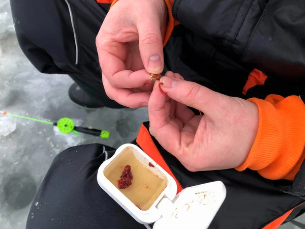 Mano Sostiene Gusano Sangre Por Gancho Cerca Pesca Invierno —  Fotos de Stock