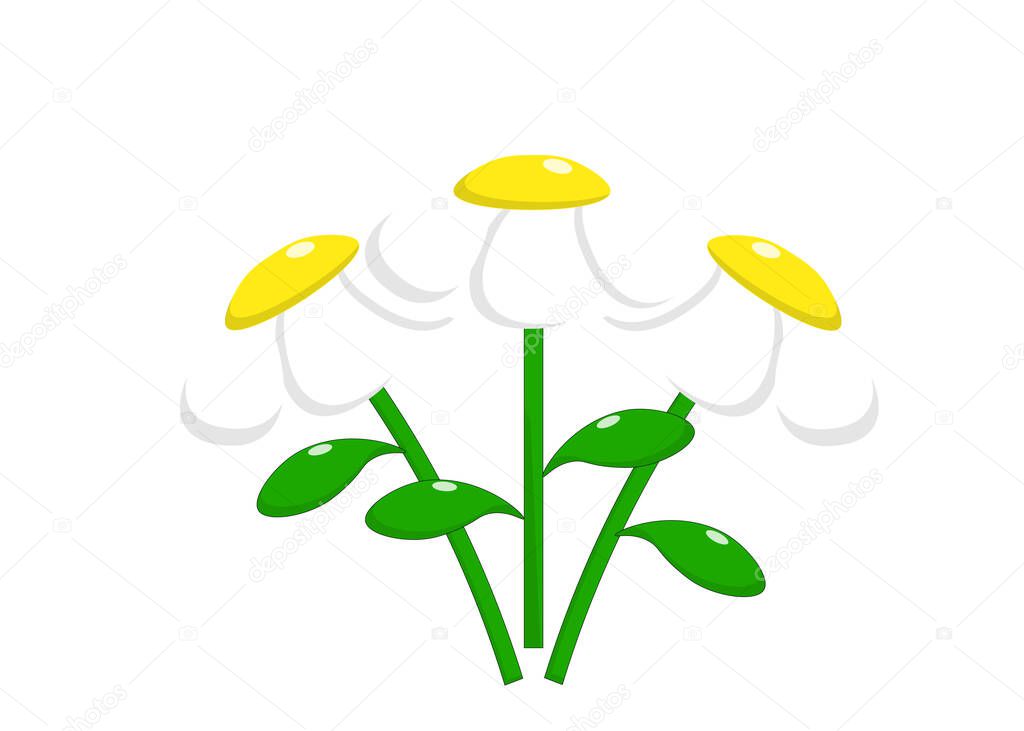 Bouquet with white daisies on a white background. Vector illustration for the holidays, birthday, March 8