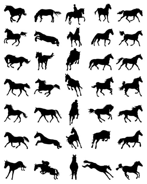 Horses