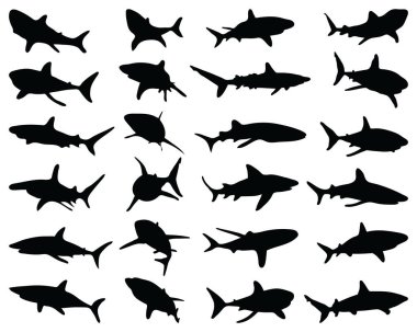 Beyaz arka planda köpek balıklarının siyah siluetleri