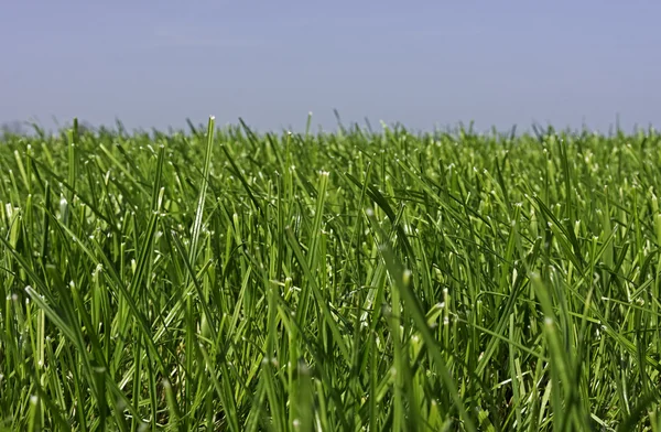 Prairie avec jeune herbe poussant pour la deuxième coupe . — Photo