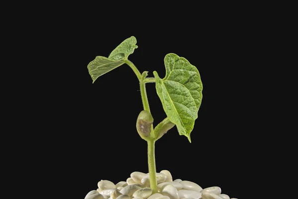 Growing young bean plant isolated on black