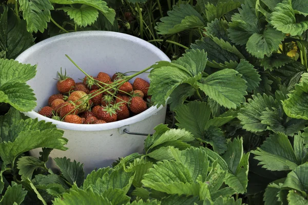 palo con fragole in mezzo fragoleto