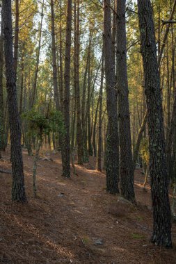 Pine trees landscape with path for hiking in Alentejo, Portugal