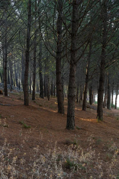 Pine Trees Landscape Path Hiking Alentejo Portugal — Photo