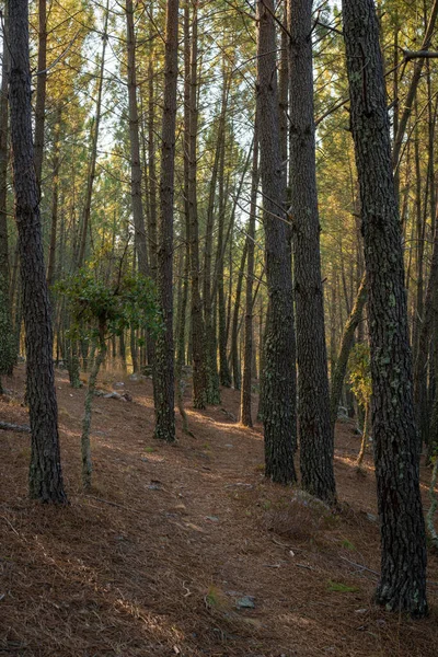 Pine trees landscape with path for hiking in Alentejo, Portugal