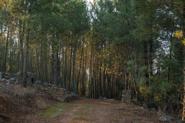 Pine trees landscape with path for hiking in Alentejo, Portugal
