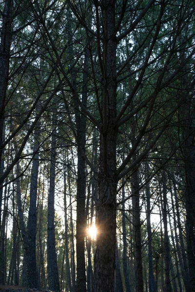 Sun Pine Trees Silhouette Closeup Details — Stock Fotó