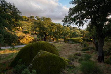 Boulders and trees landscape covered with moss on a green forest tree nature landscape at sunset