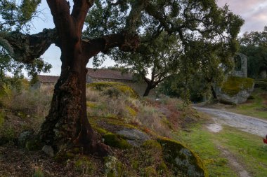Ancient ruin stone structure building covered with moss near Sao Pedro chapel with trees and boulder landscape in Monsanto, Portugal