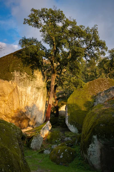 Boulders Trees Landscape Covered Moss Green Forest Tree Nature Landscape — Foto de Stock