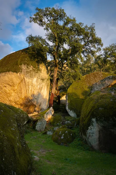 Boulders Trees Landscape Covered Moss Green Forest Tree Nature Landscape — Foto de Stock