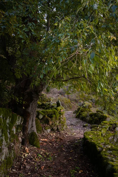 Beautiful Tree Hiking Stone Path Green Leaves — Foto de Stock