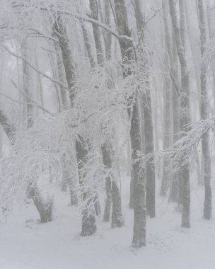 Portekiz, Mondim de Basto 'da beyaz bir kış manzarasında çam ağaçları karla kaplıdır.