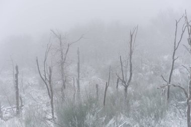 Portekiz, Mondim de Basto 'da beyaz kış manzarasında karla kaplı ağaçlar.