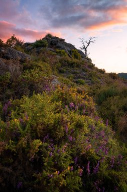 Portekiz 'deki Geres Ulusal Parkı' ndaki güzel doğa manzarası ağacı.