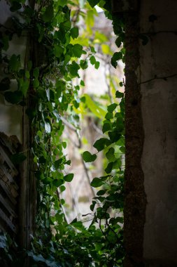 Portekiz, Sortelha 'da ürkütücü bir ruh hali olan bitkilerle dolu terk edilmiş bir binanın penceresi.