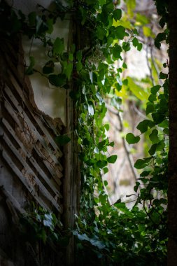 Portekiz, Sortelha 'da ürkütücü bir ruh hali olan bitkilerle dolu terk edilmiş bir binanın penceresi.