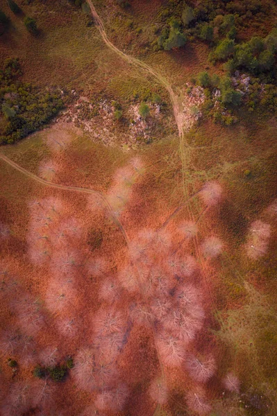 Drone Boven Bovenaanzicht Van Bomen Een Rood Vallandschap Met Wandelpaden — Stockfoto