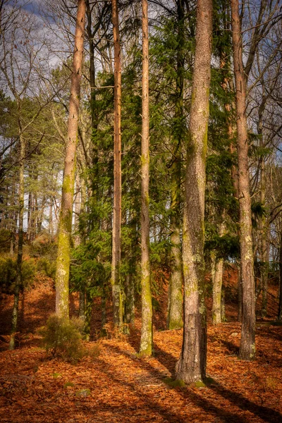 Pine Trees Fall Landscape Red Orande Colors Mondim Basto Portugal — Stock Photo, Image