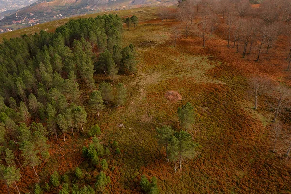 Drone Boven Antennezicht Bomen Tijdens Zondeval Mondim Basto Portugal — Stockfoto