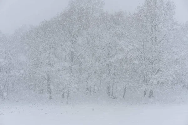 Árvores Cobertas Neve Numa Paisagem Branca Inverno Com Flocos Neve — Fotografia de Stock