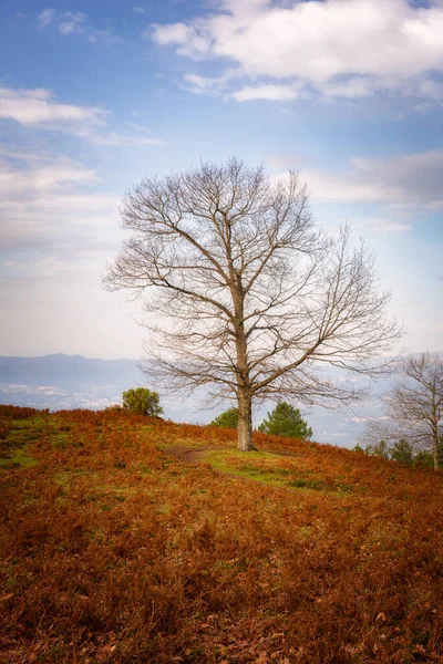 Isolated Naked Tree Leaves Fall Landscape Blue Sky Background Mondim — Stock Photo, Image