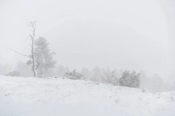Деревья Покрыты Снегом Белом Зимнем Ландшафте Снежинками Падающими Мондим Басто — стоковое фото