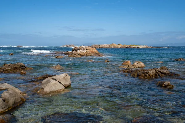 スペイン北部の野生のビーチで岩の上にカモメ ガリツィアの背景にあるCies島 — ストック写真