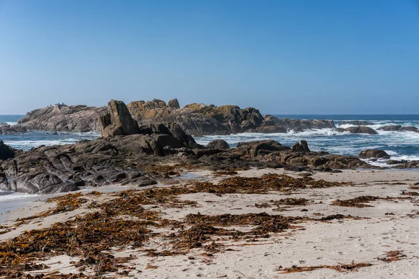 Gaviotas Cima Rocas Una Playa Salvaje Caldebarcos Norte España Galicia — Foto de Stock