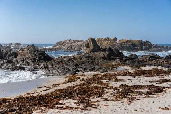 Чайки Вершечках Скель Дикому Пляжі Кальдебаркосі Півночі Іспанії Галісія — стокове фото
