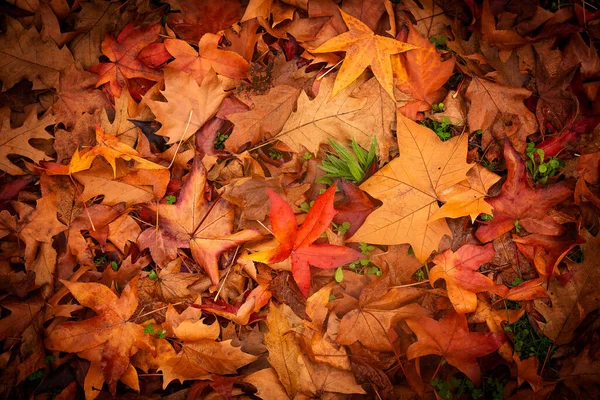 Autumn Colourful Leaves Details Red Orange Yellow Colours — Stock Photo, Image