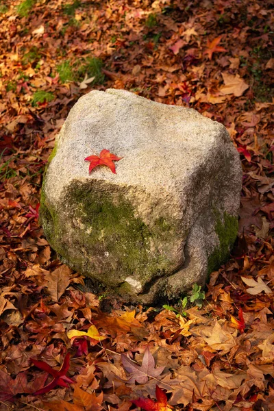 Осенний Красный Лист Скале Разноцветными Листьями Повсюду — стоковое фото