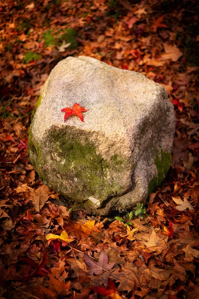 Осенний Красный Лист Скале Разноцветными Листьями Повсюду — стоковое фото